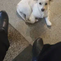 فروش سگ قیمت دو میلیون(20/000/000)|سگ|تبریز, |دیوار