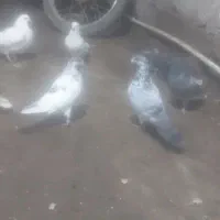 کفترپرشی