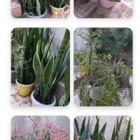 فروش کلی گلها|گل و گیاه طبیعی|رشت, پیرکلاچای|دیوار