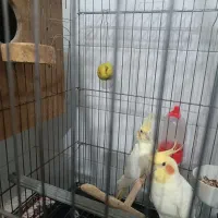 عروس هلندی لوتینو|پرنده|حمیدیا, |دیوار