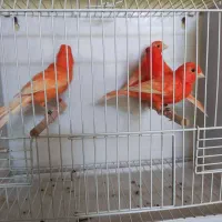 قناری رد