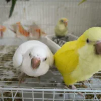 راهب زرد و سفید دون خور