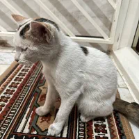 واگذاری گربه