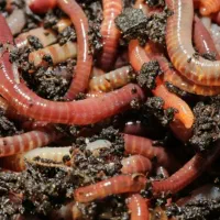 کرم خاکی برای ماهیگیری