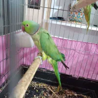 یک جفت طوطی ملنگو نر ماده|پرنده|مشکیندشت, |دیوار