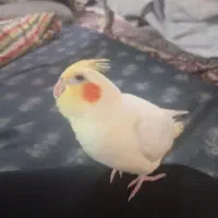 عروس هلندی نر لوتینو