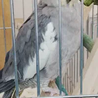 عروس هلندی گم شده