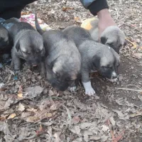 سگ سرابی اصیل|سگ|سراب, |دیوار