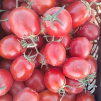 گوجه درجه یک ، گوجه