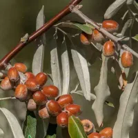 پیش فروش نهال سنجد بدون خار|خدمات باغبانی و درختکاری|سی‌سخت, |دیوار