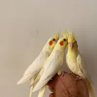 فروش عروس هلندی دونخور