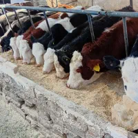 گوساله ماده سیمینتال اصیل|حیوانات مزرعه|فامنین, |دیوار