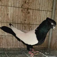 کبوتر سینه سیاه قره نیم تنه رنگه جفتگاه