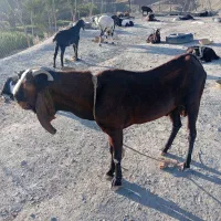 پاچن بز پنجاپ