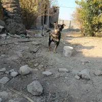 واگذاری دو قلاده داگو ماده و پیتبول