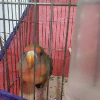 طوطی برزیلی