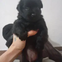 سگ پا کوتاه|سگ|بندر انزلی, لیچارگی حسن رود|دیوار