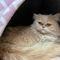 واگذاری گربه پرشین کرم