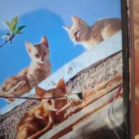 ۳تا گربه واگذار میشود