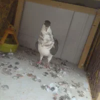 صدها|پرنده|سبزوار, مدرس|دیوار