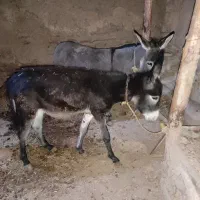 خر خانگی|حیوانات مزرعه|تخت سلیمان, |دیوار