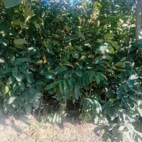 نهال خرمالو...انجیرانار