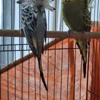 مرغ عشق پروانه ای