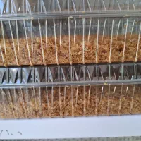 پیاز داغ|خوردنی و آشامیدنی|کرج, کیانمهر|دیوار