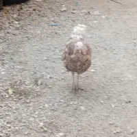 بوقلمون محلی اصل ماده|حیوانات مزرعه|یاسوج, |دیوار