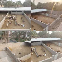 تجاری، فروش دامداری