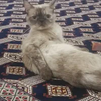 گربه پرشین اسکاتیش