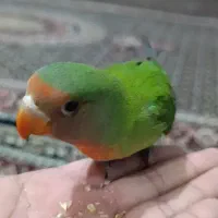 طوطی برزیلی