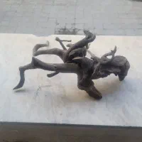 چوب آبنوس خوش فرم