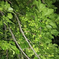 نهال مرکبات و سیاه درخت و ریشه|خدمات باغبانی و درختکاری|شیراز, باغ تخت|دیوار