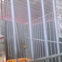 فروش سهره قناری