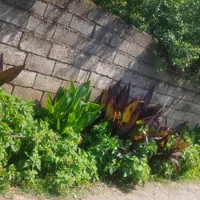 فروش زمین ۲۵۰ متری در روستای دونه سر بابل|فروش زمین و ملک کلنگی|تهران, شادآباد|دیوار
