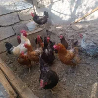 ده عدد مرغ تخم گذار یک خروس