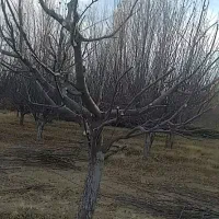 هرس درخت میوه|خدمات باغبانی و درختکاری|ارومیه, |دیوار