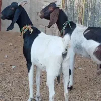 فروش 2راس شاه بز پاکستانی|حیوانات مزرعه|بردسکن, |دیوار