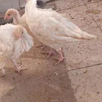 بوقلمون ۳ماهه|حیوانات مزرعه|بسطام, |دیوار