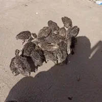 جوجه بوقلمون یک ماهه
