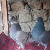 کفتر کبوتر پرشی|پرنده|قم, شهر قائم|دیوار