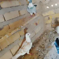 کفتر  آلمانی|پرنده|تایباد, |دیوار