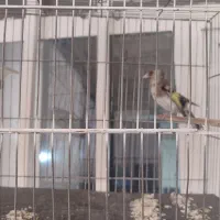 سهره فروشی|پرنده|پاکدشت, حصار امیر|دیوار