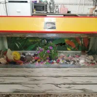 اکواریوم زیبا