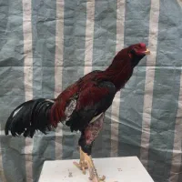 خروس لاری