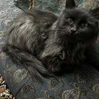 واگزاری گربه