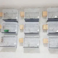 فنچ نرگسی|پرنده|تهران, مشیریه|دیوار