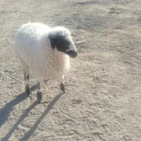یه عدد بره ماده قیمت 14میلیون|حیوانات مزرعه|زاهدان, |دیوار