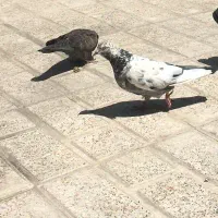 یه جفت نر و ماده دوم آق پاکه پاک